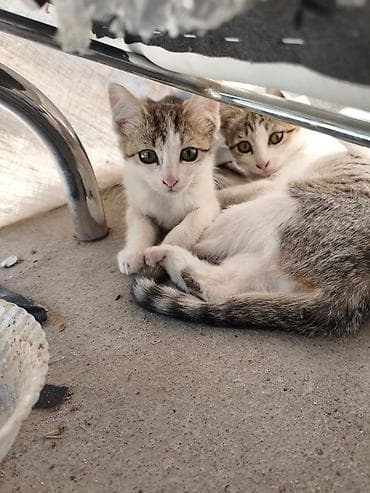 Отдам котят в хорошие руки. Мать превосходный охотник на мышей и крыс — 9