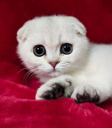 купить кошку манчкин: Шотландская вислоухая кошка (Scottish Fold), окрас серебристая — 1