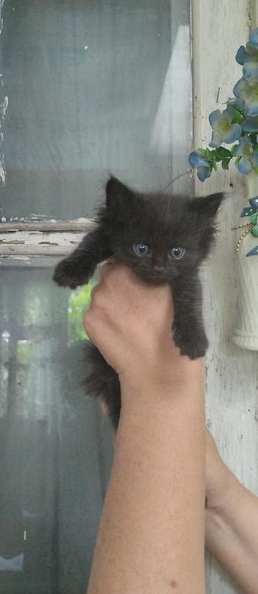 отдам кот: Беспородная, 2 месяца, Мальчик, Серый — 5
