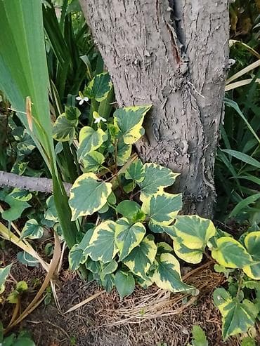 цветочница: Лилейники (Hemerocallis) и декоративные многолетники для сада. - — 3