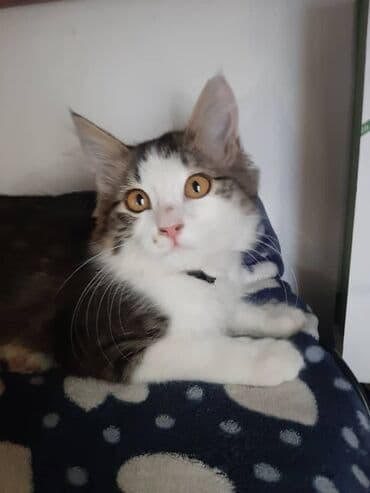 отдам кошечку в добрые руки: 2 месяца, Девочка — 2