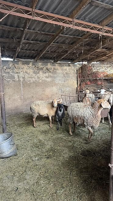 Куры, петухи: Продаю | Овца (самка) | Для разведения | Матка — 2