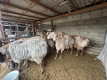 Продаю | Овца (самка) | Полукровка | Для разведения | Матка
