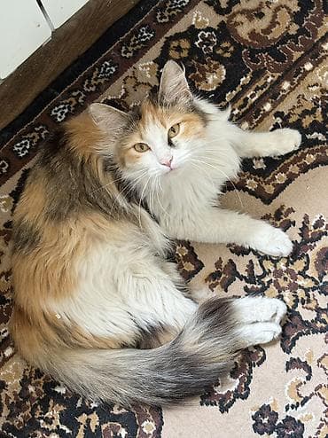 американский булли купить: Кошка даром: Экзотическая, 2 месяца, Мальчик, Метис — 4