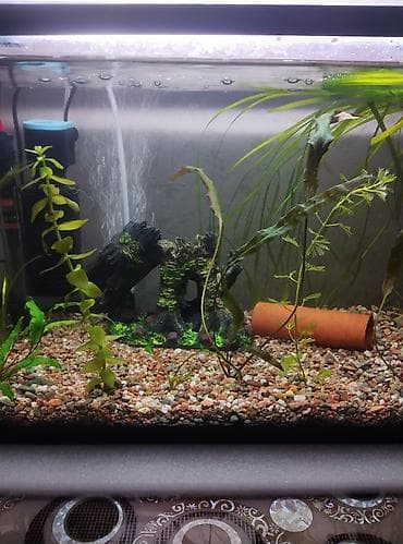 насос для аквариума бишкек: Продам аквариум полный комплект параметры аквариума 51 см длина — 3