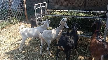 зааненские козы фото: Продаю | Коза (самка), Козёл (самец), Козлёнок | Полукровка, Зааненская | На забой, Для разведения, Для молока | Племенные, Осеменитель — 2