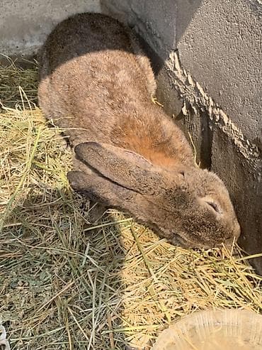 Баран, овца: Продаю | Кролик самец | Серый великан, Фландр, Французский баран | Для разведения — 7
