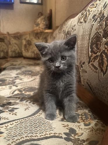 кошка: Британская короткошёрстная, 2 месяца, Мальчик, Серый, Приучена к лотку — 3