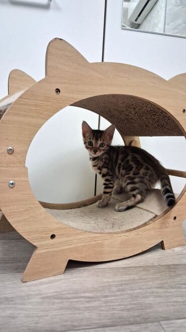 собака булдок: Бенгал, 2 айлык, Ургаачы, Лотокко барууга үйрөтүлгөн, Курттардан тазаланган, Документтери менен — 5