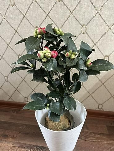 камелия в горшке: Камелия, компактный куст в горшке - Домашнее декоративное растение с — 3