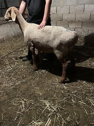 шерсть барана: Продаю | Овца (самка) | Для разведения | Племенные — 6