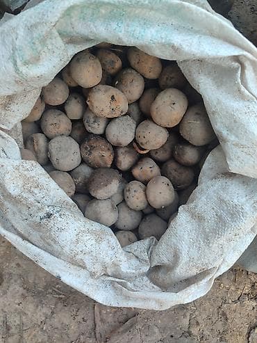 тушку тамак: Картошка — 3