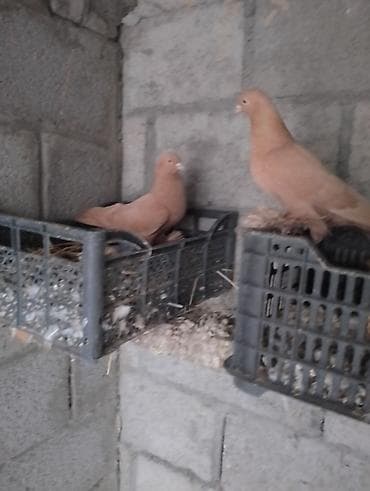 бройлер индюшата: Продажа жёлтых тасманов игра гарантия парами жёлтые гребля имеется — 1