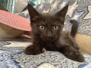 золотая шиншила кошка: Котята - Возраст 2 месяца. - Окрас: один черно-белый (маска на — 3