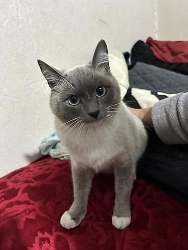 кошка домашняя: Цена договорная — 4