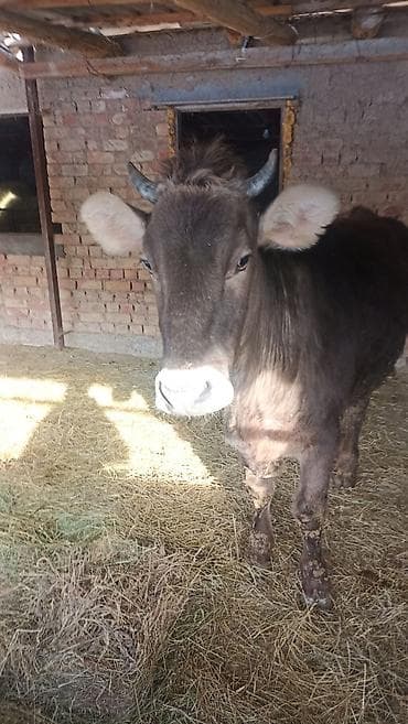 Продам с/х животных: Продаю | Корова (самка) | Швицкая | Для разведения | Племенные, Не стельные, Нетель — 1