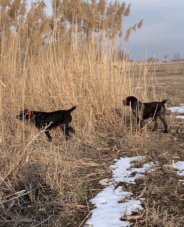 сколько стоит шпиц в бишкеке: Продаю Охотничью собаку Породы дратхаар Возраст 4 года Пол Сука! — 6