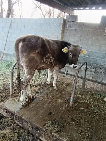 уй жаныбар: Сатам | Музоо | Швиц | Жасалма уруктандырылган — 8