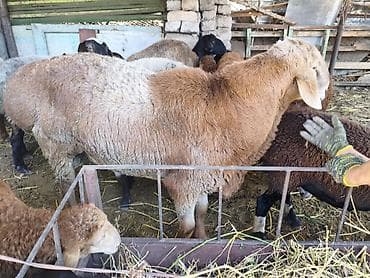 живой баран: Продаю | Баран (самец) — 7