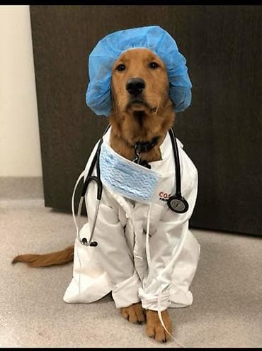 🐾 Профессиональная ветеринарная помощь — когда это действительно важно