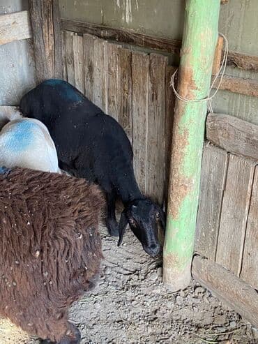 Собаки: Продаю | Баран (самец) | Меринос | На забой | Кастрированные — 6