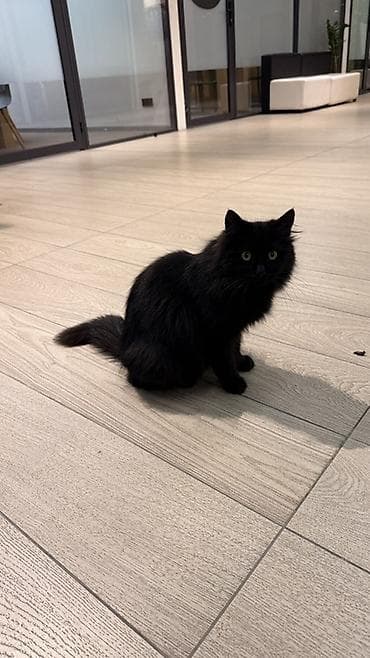 голая кошка девочка: Кот (чёрный, пушистый) СРОЧНО НУЖНА ПОМОЩЬ 🖤 Черная кошка, совсем — 5