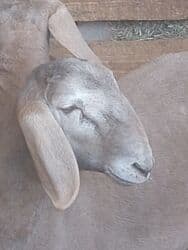 дом для животных: Кочкоры Арашаны линия Широкого разрез хвоста есть 5 месец по матери — 7