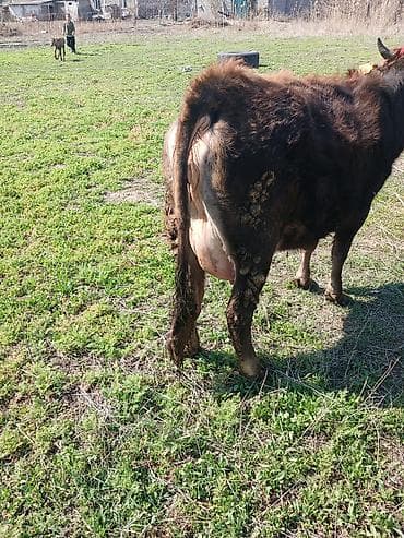 сх животные и товары: Продаю | Корова (самка) | Для разведения | После отела — 5