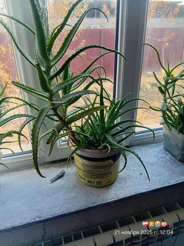Алоэ (вероятно Aloe arborescens) в горшке - Крупный, разветвлённый