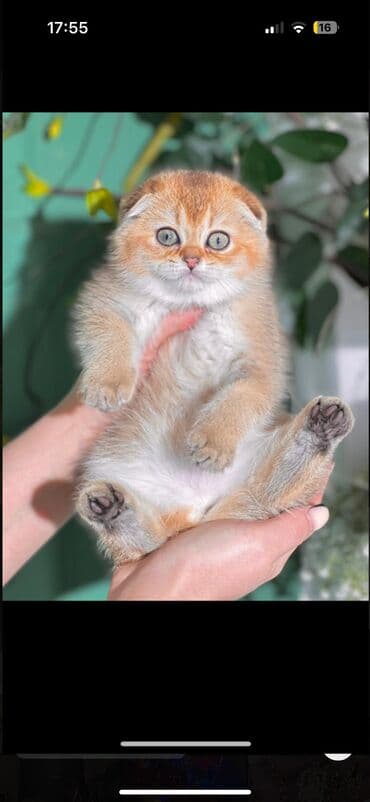 купить клетку для большой собаки: Продаются котята Scottish Fold О питомнике: ✅ Официально — 1