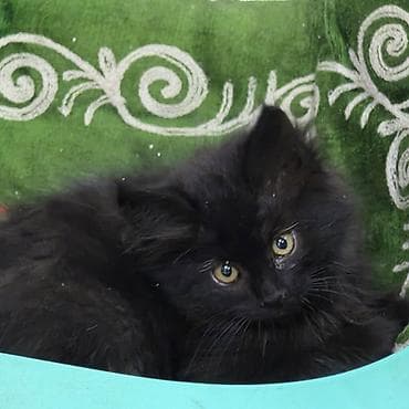 котята лысые: Котята САМОВЫВОЗ - Внешность: полудлинная шерсть, округлые мордочки — 6