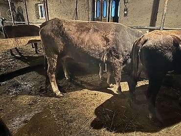 кел кел: Сатам | Бука (эркек) | Бордоп семиртүү үчүн | Асыл тукумдуу — 3