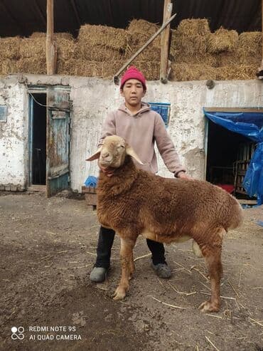 тай кони: Козу кочкор,6-Айлык,90см-бойу,17+кулак.баасы суйлошуу жолуу менен — 2