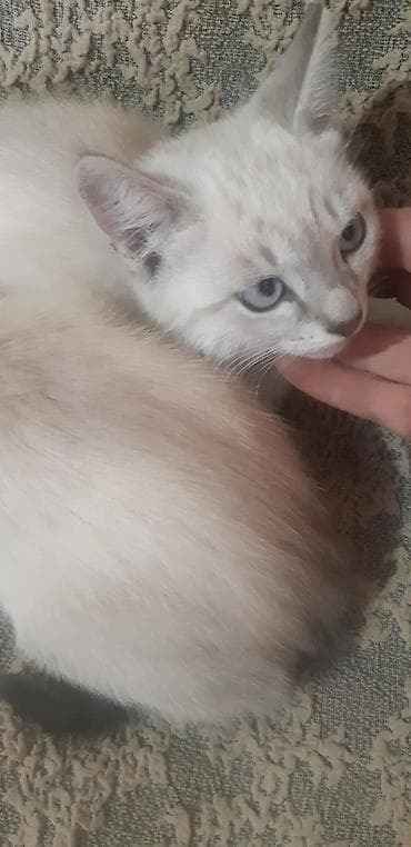 кошка маленкий: Отдам котят в добрые руки, мальчик и девочка — 3