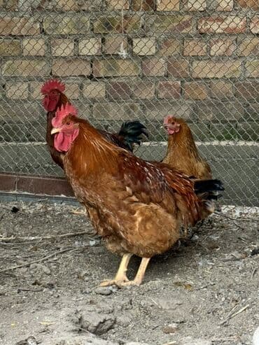 купить собаку доберман в бишкеке: Продаю | Петух | Домашняя | Для разведения — 2