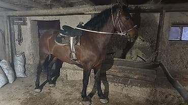 рынок собак в бишкеке: Продаю | Конь (самец) — 2