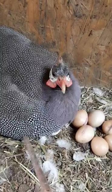 куры несушки: Яйца цесарки по 50 сом — 1