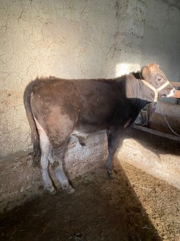 собаку в добрые руки: Продаю | Бык (самец) | Алатауская | На откорм | Привязанные — 7