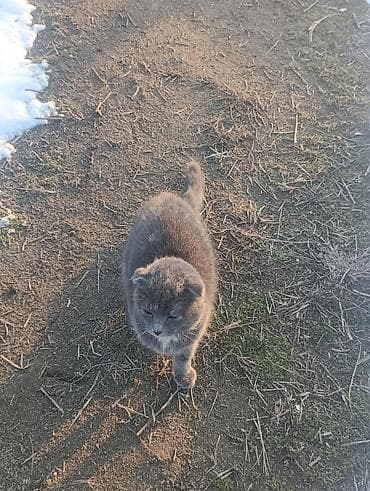 продам жеребенка: Скотиш Фолд (Шотландская вислоухая), 1 год, Девочка, Серый, С прививками — 1