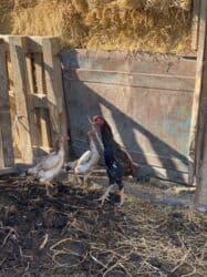 корова американка: Сатам | Короздор | Тебиштирүүчү | Көбөйтүү үчүн — 2