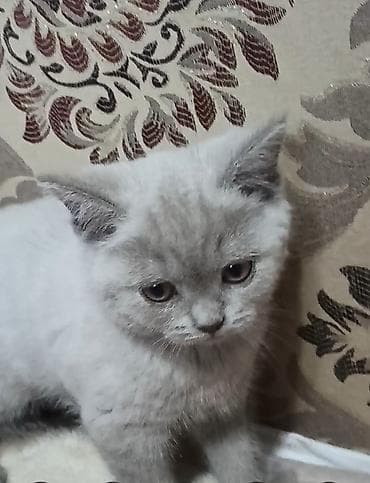 кошка британская: Британский короткошёрстный котёнок, девочка 2 месяца (29.03) карие — 3