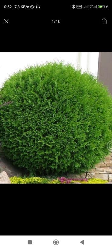 расширительный бак для отопления цена бишкек: Шаровидные и золотистие саженцы туи. 30-50 см длина — 1