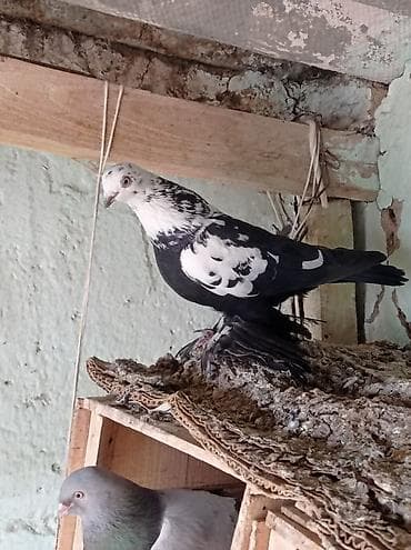 кандек собака: Порода: сочь галубка негоненыц декоративный голубь с оперёнными — 1