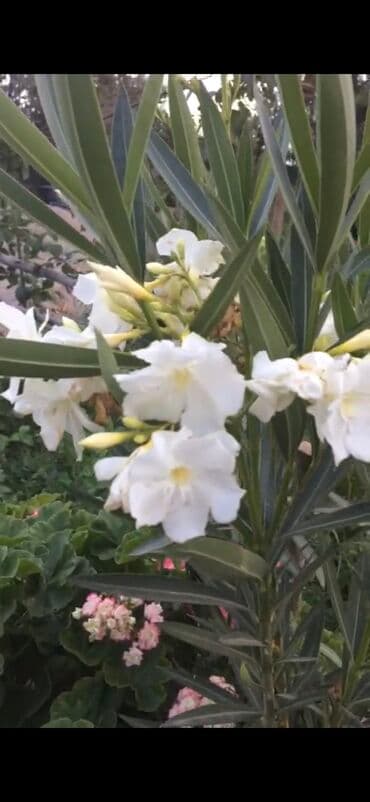 алоэ вера форевер: Олеандр белый (Nerium oleander) - Декоративный вечнозелёный кустарник — 1