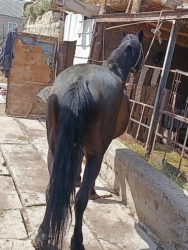 кой порода: Продаю | Конь (самец) | Рабочий — 4