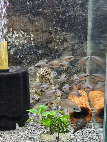 вислоухие котята бишкек цена: Цихлиды-подростки оптом! - бирюзовая акара - голубой дельфин - — 9