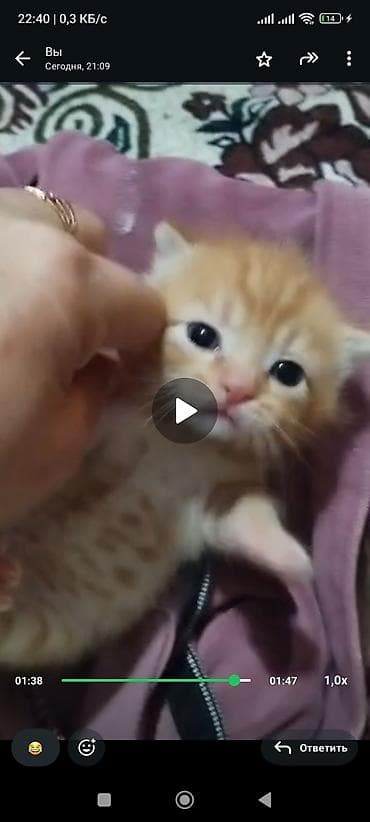 породистые котята бесплатно: Катёнку кому нужна . Обратите по ном — 3