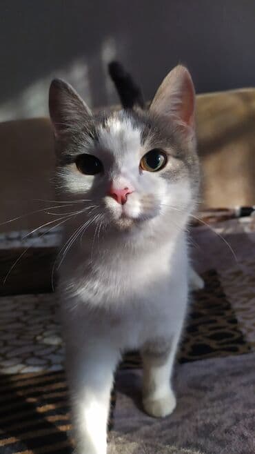 Ветеринар кызматы: Мышык бекер берилет: Породасыз, Ургаачы — 2