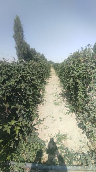 вилы садовые: Саженцы Ежевика безшипная — саженцы с открытой корневой системой сорт — 4