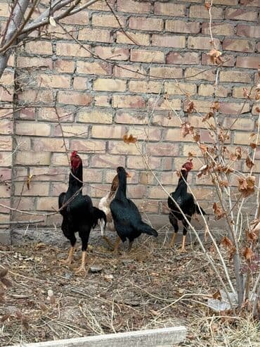 дойный корова: Продаю | Петух | Дакан | Для разведения — 6